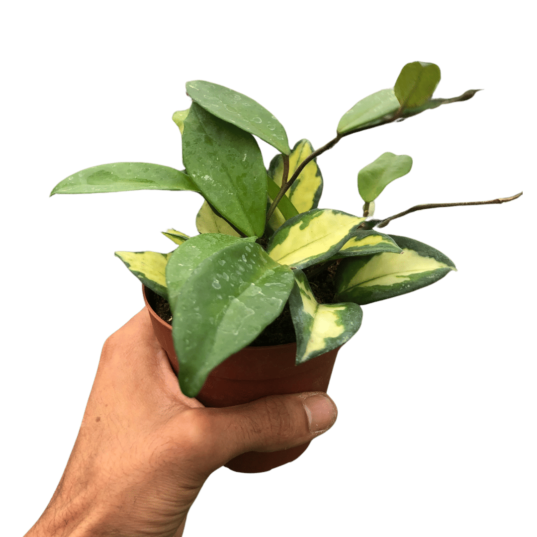 Hoya Carnosa 'Krimson Princess'-4" Pot / White Cylinder