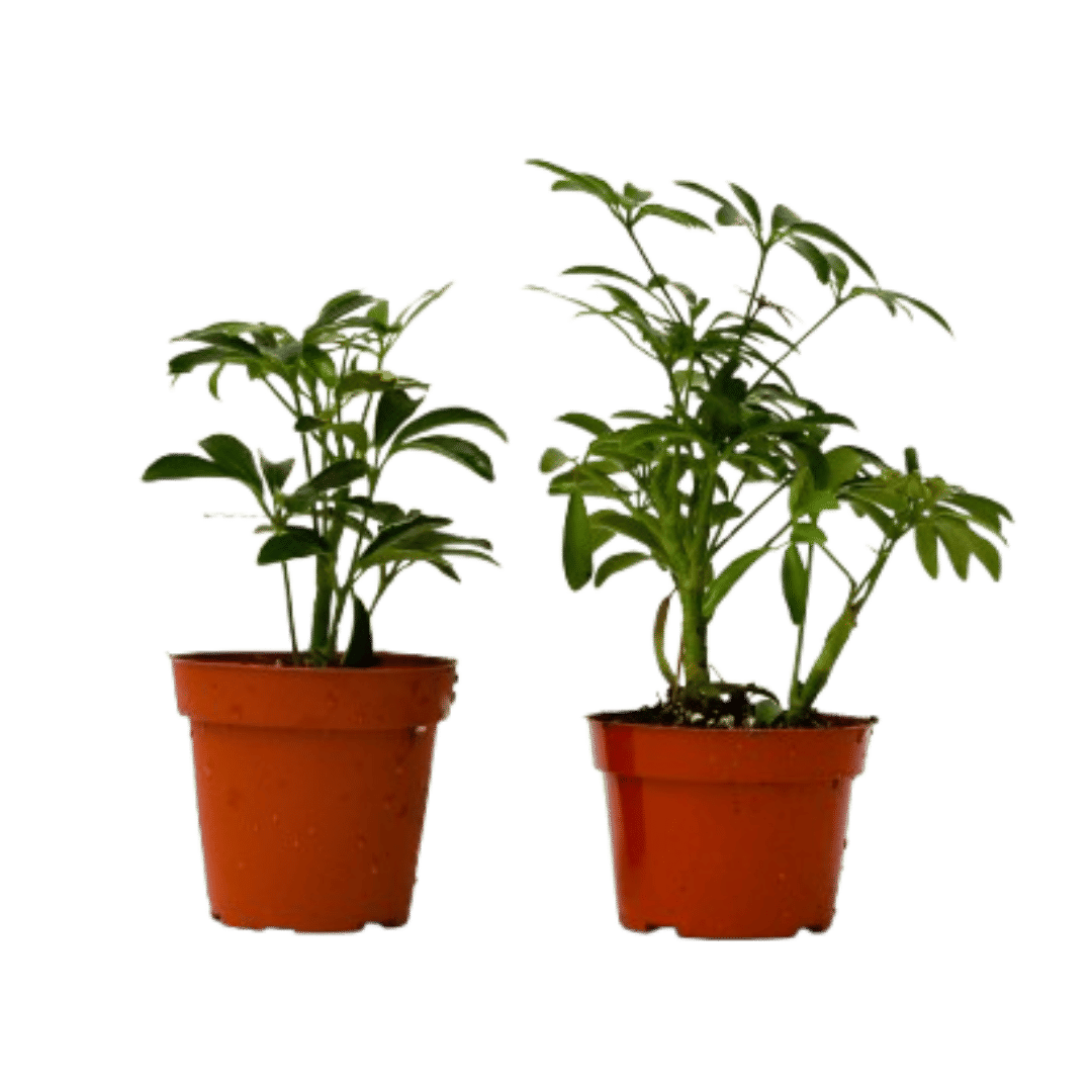 2 Different Schefflera Plants Variety Pack - 4" Pot-2 Different Schefflera Plants Variety Pack - 4" Pot