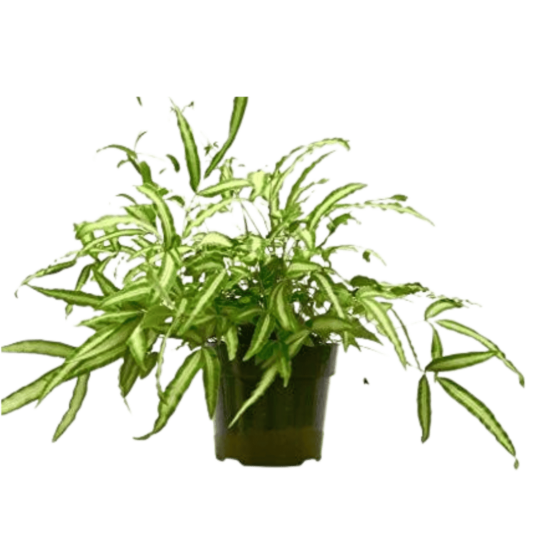 Pteris Cretica 'Albo Fern' - 6" Pot - NURSERY POT ONLY-6" Pot