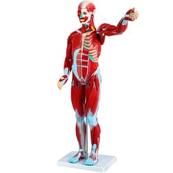 Category: Dropship Educational, SKU #JXMXRTJRQG80CM001V0, Title: VEVOR Human Muscular Figure, 27 Parts Muscular Anatomy Model, Half Life Size Human Muscle and Organ Model, Muscle Model with Stand, Muscular System Model with Detachable Organs, for Medical Learning