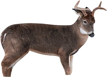 Montana Decoy The Freshman Buck Decoy