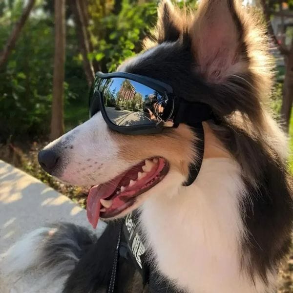 Pet Adjustable Dog Goggles Sunglasses Anti-UV Sun Glasses Eye Wear Protection Black Widely Used Dog Sunglasses Pet Dog Supplies 250321